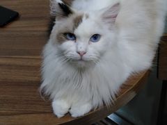 -十年猫舍·猫咪专门店(普陀店)