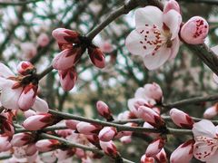 -桃花堤公园