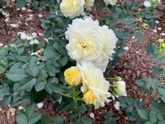 -人民公园(罗湖区)