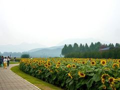 -君乐宝优致牧场