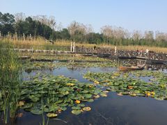 -溱湖国家湿地公园