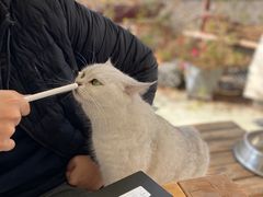 -喵屿·大理花园猫咖