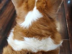-豆柴町-柴犬主题狗咖(红鼎国际C座店)