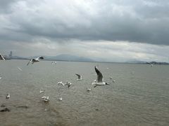 -深圳湾公园(南山区)