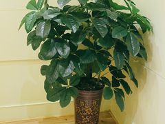 -新碧水留香新桑拿