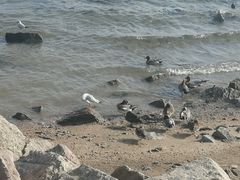 -深圳湾公园(南山区)