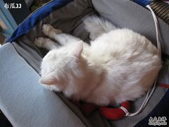 -Babycat私家御饼屋(龙头路一店)