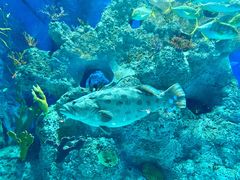 -芜湖新华联大白鲸海洋公园