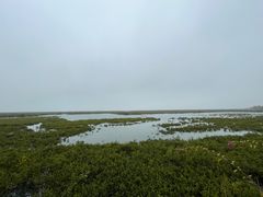 -红树林天天赶海