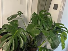 -都士牧人现烤牛肉干