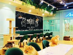 -安格丽娜·狗咖·猫咖羊驼咖(春熙路百盛商场店)