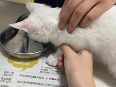 -伟伟宠物医院·瑞派猫友好医院·猫科(光谷店)