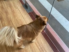 -乐派堂宠物医院·猫友好· 心脏科(东街店)