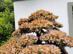 -杭州植物园