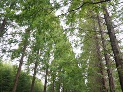 -黄海国家森林公园