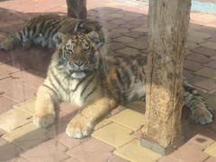 -大连森林动物园