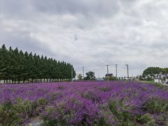-嘉北郊野公园