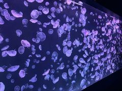 -太平洋海底世界