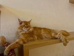 -猫腻·猫咖·撸猫馆(星光大道店)