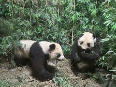 -昆明动物博物馆