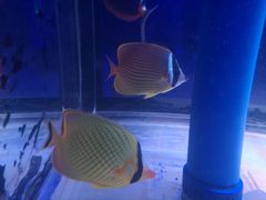 -青岛海底世界-水族馆