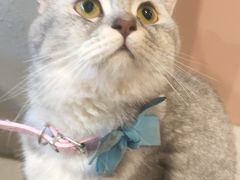 -猫儿山۰猫主题餐厅