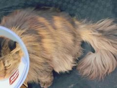 -瑞派宠物医院·犬猫全科·猫友好(宾水西道店)