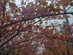 -高东镇樱花园