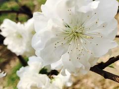 -南汇桃花村