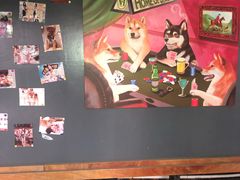 -柴犬高等学院·狗咖·柴犬售卖·宠物训练