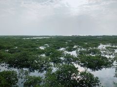 -北海金海湾红树林生态旅游区