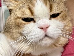 -青奢宠物·青奢猫舍