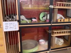 -御宝贝·A梦猫科宠物医院(国际猫友好医院)