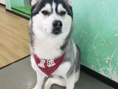 -Husky Go! 哈士奇体验馆·宠物咖啡厅狗咖