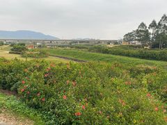 -光明小镇欢乐田园