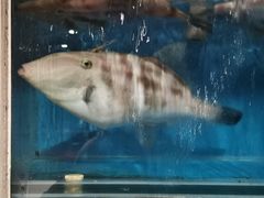 -大吉鲜鱼料理自慢(维也纳大厦店)