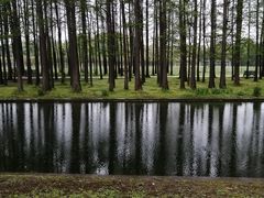 -上海共青森林公园