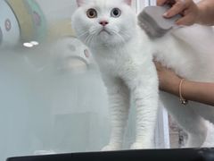 -爱洗澡的猫(望京店)