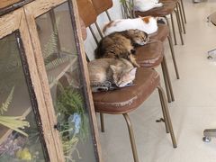-共舞时光猫咖·狗咖(新街口店)