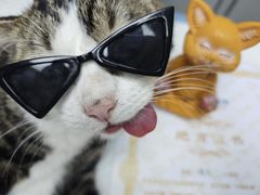 -博特宠物医院24h犬猫全科.骨科·异宠