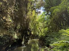 -怀托摩萤火虫洞