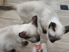 -李小姐の猫咖啡馆(五角场店)