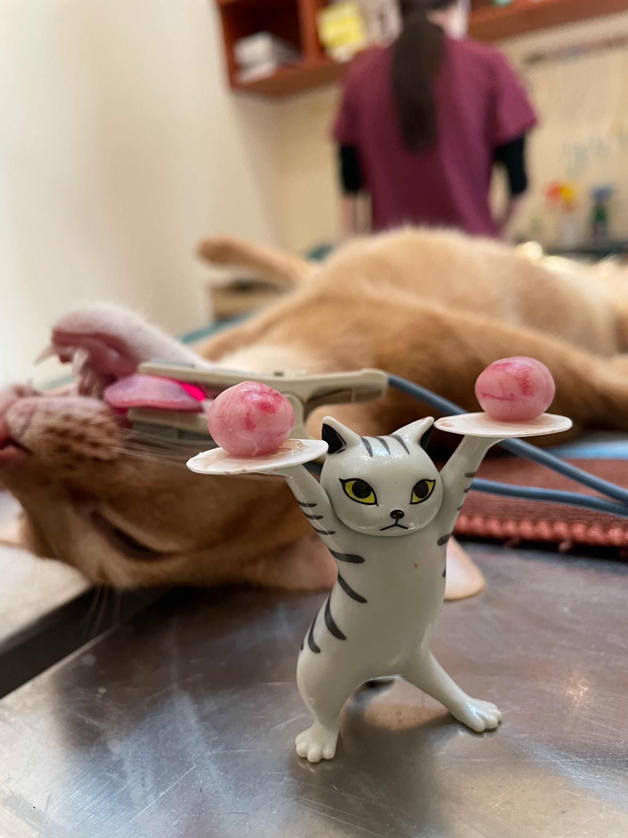 艾贝尔宠物医院