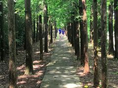 -上海长兴岛郊野公园