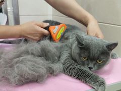 -北京观赏动物医院·24小时大型综合·猫专科·异宠专科