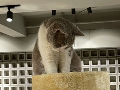 -浣熊柯尔鸭土拨鼠·电玩咖