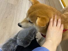 -柴迷FANS CLUB·柴犬狗咖·猫咖