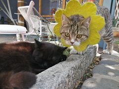 -喵屿·大理花园猫咖