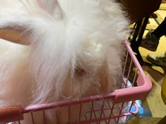 -猫色咖啡·猫咖