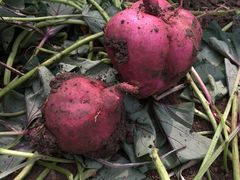 -乡乐园蟹庄·阳澄湖农家乐